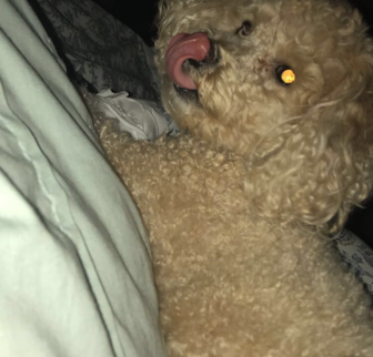 Original name (Candace) We named her Cam Cavapoo puppy Original name (Candace) We named her Cam Cavapoo puppy