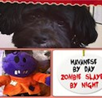 Mojo (previously named Micky) Havanese puppy Mojo (previously named Micky) Havanese puppy