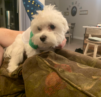 Kia "bunny" Havanese puppy Kia "bunny" Havanese puppy