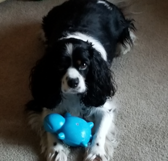 Riley Cavalier King Charles Spaniel puppy Riley Cavalier King Charles Spaniel puppy