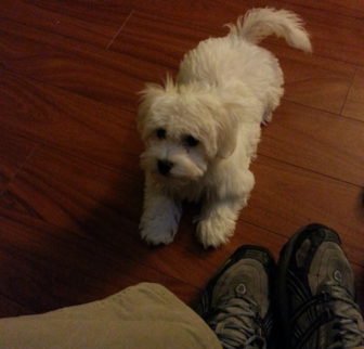 Chance Coton de Tulear puppy Chance Coton de Tulear puppy