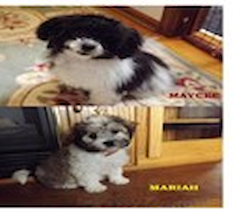 Maycee and Mariah Havanese puppy Maycee and Mariah Havanese puppy