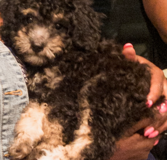 Myles Mini Bernedoodle puppy Myles Mini Bernedoodle puppy