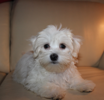 Nica Maltese puppy Nica Maltese puppy