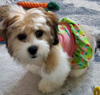 BAILEY Teddy Bear puppy BAILEY Teddy Bear puppy