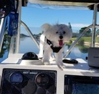 Dexter Maltese puppy Dexter Maltese puppy