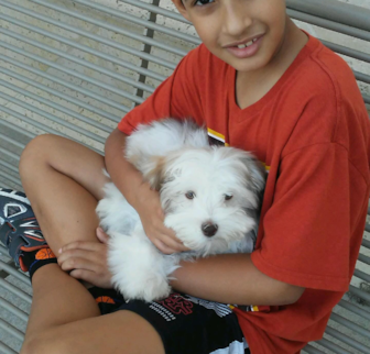 Einstein Havanese puppy Einstein Havanese puppy