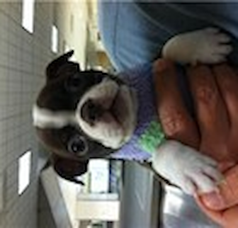 Tutti Boston Terrier puppy Tutti Boston Terrier puppy