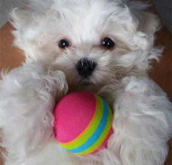 Dobby Maltese puppy Dobby Maltese puppy