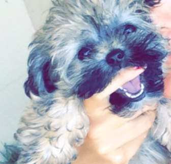 Phoebe (Stella) Havanese puppy Phoebe (Stella) Havanese puppy