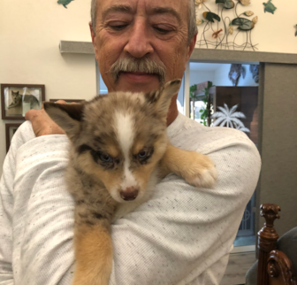 Titan Pomsky puppy Titan Pomsky puppy