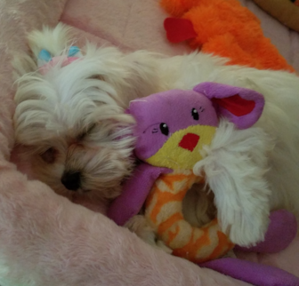 Lily (aka) Paris Maltese puppy Lily (aka) Paris Maltese puppy