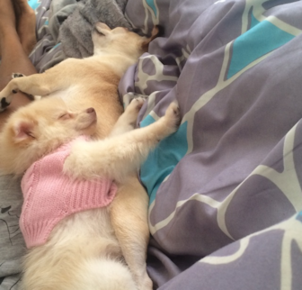 Sunshine Pomeranian puppy Sunshine Pomeranian puppy