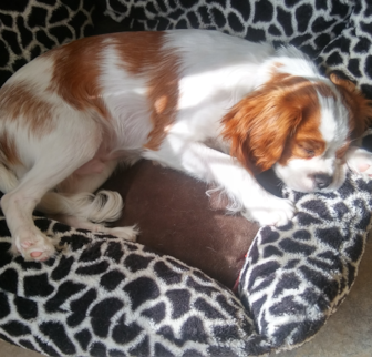 Oliver Cavalier King Charles Spaniel puppy Oliver Cavalier King Charles Spaniel puppy