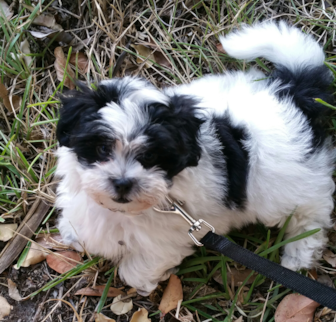 Maxx (Cessna) Teddy Bear puppy Maxx (Cessna) Teddy Bear puppy