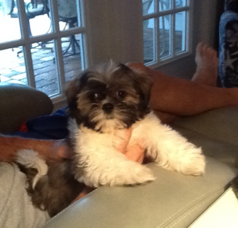 LillyBelle Teddy Bear puppy LillyBelle Teddy Bear puppy