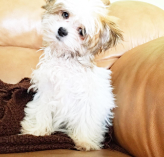Gracie Maltipom puppy Gracie Maltipom puppy