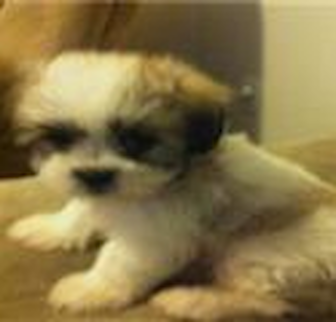 Bentley Teddy Bear puppy Bentley Teddy Bear puppy