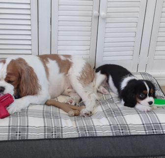 Tucker ( Eddie) Cavalier King Charles Spaniel puppy Tucker ( Eddie) Cavalier King Charles Spaniel puppy