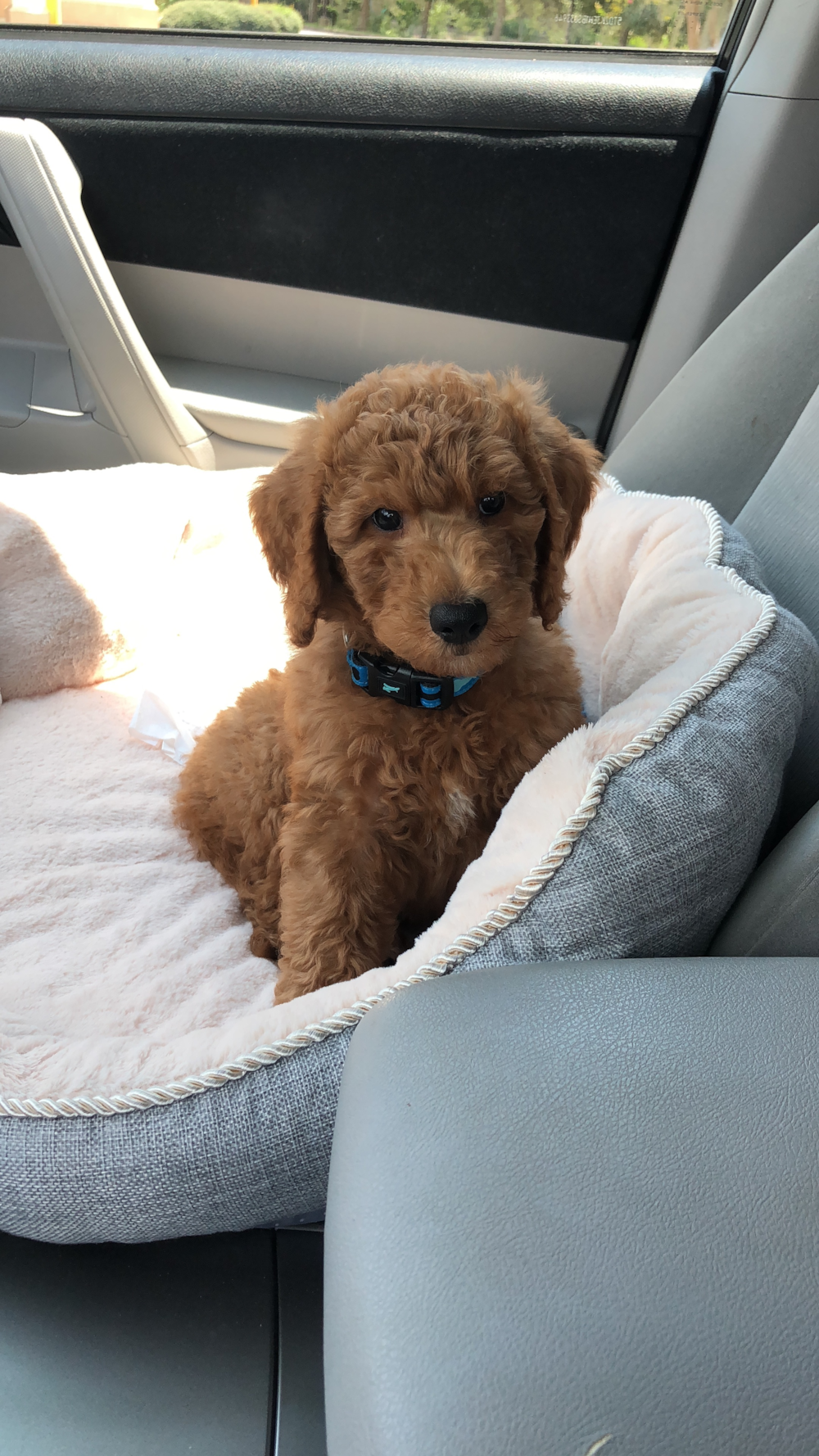Mini Goldendoodle Being Cute