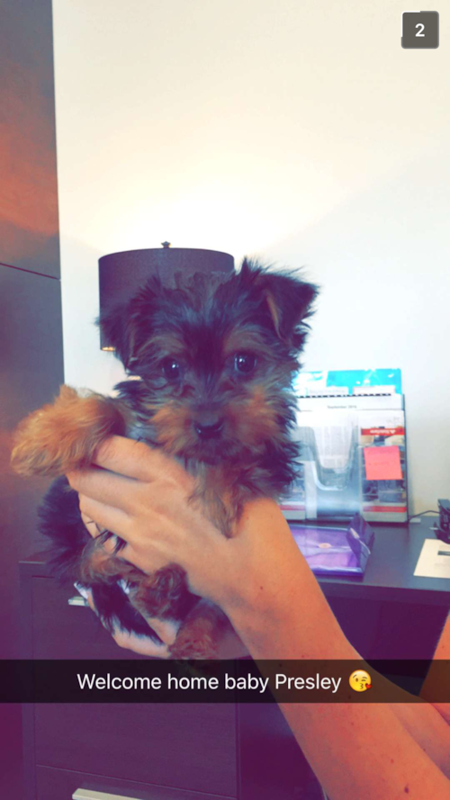 Friendly Yorkshire Terrier Pup