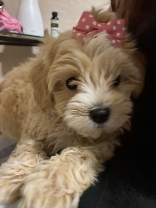 Hypoallergenic Maltese Poodle Poodle Mix Pup